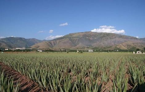 芦荟怎么养好 芦荟怎么养好活
