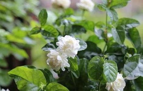 茉莉的养殖方法与注意事项 茉莉养殖方法与技巧