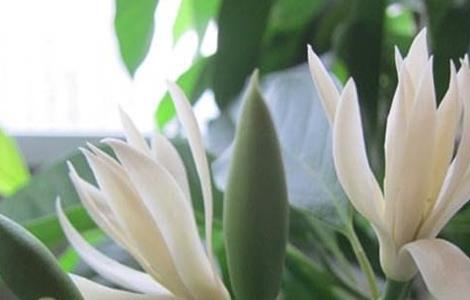 黄桷兰的养殖方法 黄桷兰的养殖方法和注意事项 盆栽视频