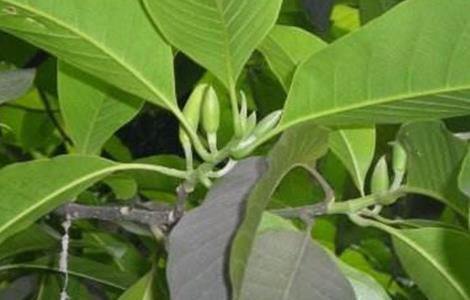 黄桷兰叶子发黄怎么办 黄桷兰黄叶严重怎么办?