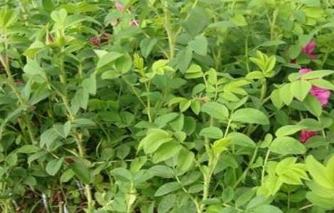 玫瑰扦插方法 沙漠玫瑰扦插时间和方法