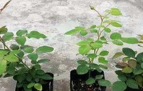 月季扦插育苗技术（月季扦插育苗技术方法）