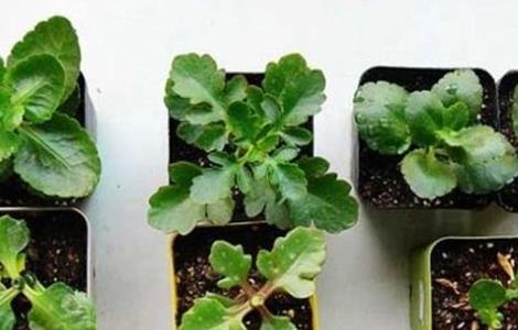 长寿花扦插方法 长寿花扦插生根最快方法