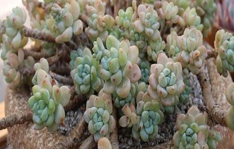 夏天养殖多肉注意事项 夏季多肉养殖注意事项
