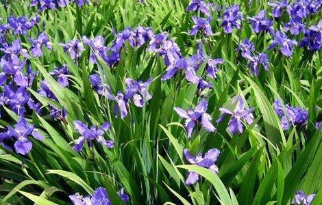 鸢尾的栽培技术要点 鸢尾的栽培技术要点有哪些