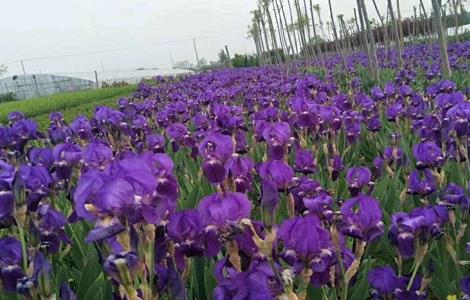 鸢尾 栽培管理 管理技术