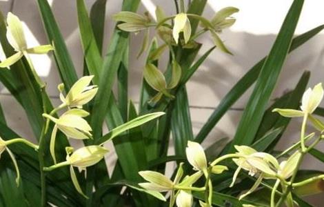 兰花夏季养护管理要点(兰花养护和管理的方法及要点)