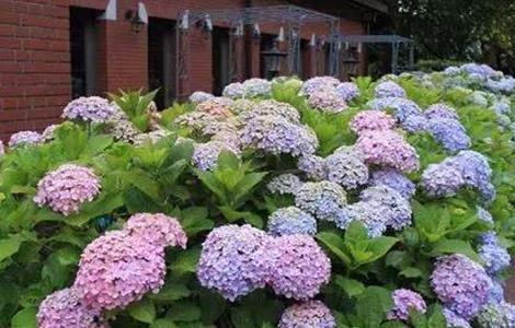 八仙花的养殖方法和注意事项 八仙花的养殖方法和注意事项图片