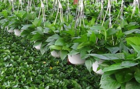 怎样种植绿萝（怎样才能养好绿萝）