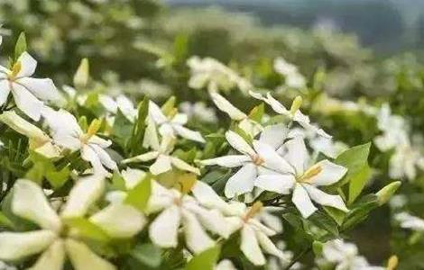 栀子花的养殖方法与注意事项 栀子花的养殖方法与注意事项视频