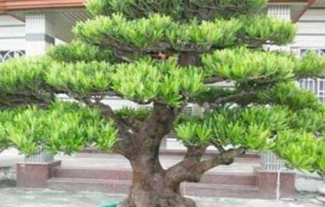 罗汉松养殖方法和注意事项 米叶罗汉松的养殖方法和注意事项