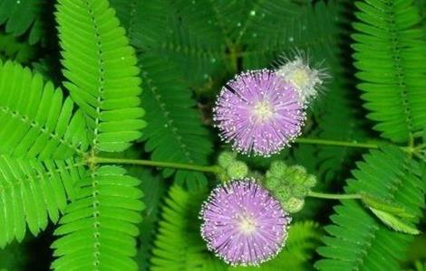 含羞草不开花原因及解决方法(含羞草不开花原因及解决方法)