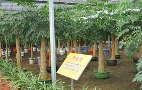 幸福树的养殖方法与注意事项（幸福树的养殖方法和注意事项）