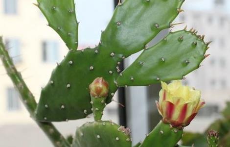 仙人掌怎么养 仙人掌怎么养才能长好