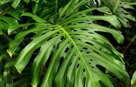 龟背竹养殖方法和注意事项（仙洞龟背竹的养殖方法和注意事项）