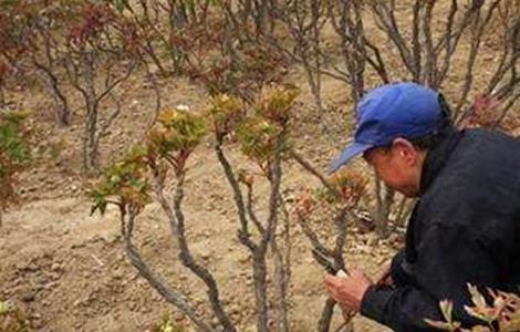 牡丹花怎么养（春节盆栽牡丹花怎么养）