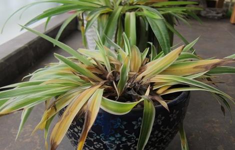 吊兰叶子发黄怎么回事 吊兰叶子发黄的原因以及解决方法