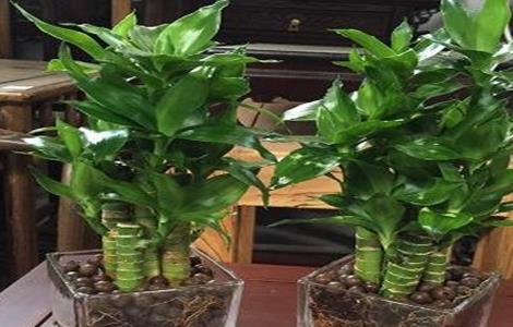 富贵竹怎么土养 富贵竹养几根才最好 吉利