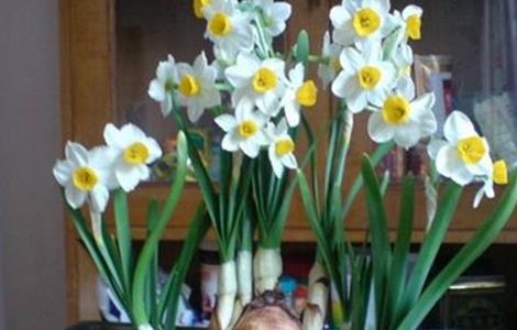 水仙花的养殖方法和注意事项（水培水仙花的养殖方法和注意事项）