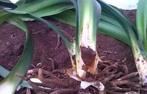 君子兰烂根烂茎该怎么办（君子兰烂根烂叶怎么办）