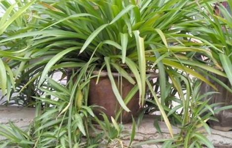 吊兰养殖方法和注意事项（吊兰的养殖方法和注意事项）