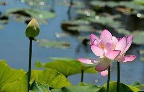 荷花什么时候开花 菊花什么时候开花