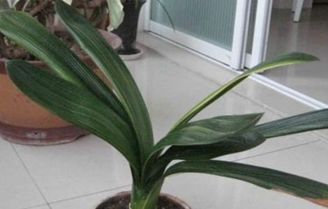 蝴蝶兰不开花的原因 蝴蝶兰不开花的原因及怎样开花