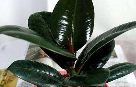 橡皮树养殖方法和注意事项 金刚橡皮树养殖方法和注意事项