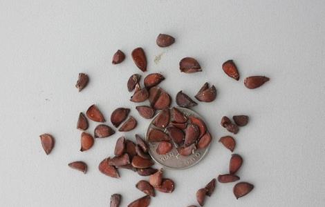 爬山虎种植季节 爬山虎的种植季节