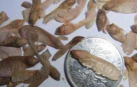 红枫树苗的种植方法（红枫树苗怎么栽种）