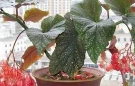 竹节海棠怎么矮化（竹节海棠如何矮化）