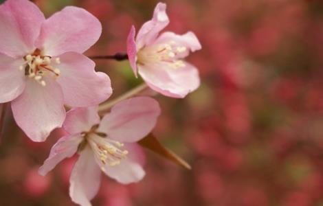 海棠花的养殖方法与注意事项 海棠花的养殖方法和注意事项