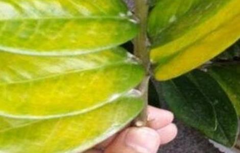 金钱树叶子发黄该怎么办（金钱树叶子发黄怎么办?）