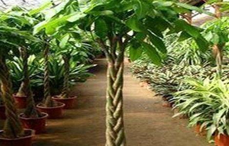 招财树的养殖方法（幸福树干枯掉叶子怎么挽救）