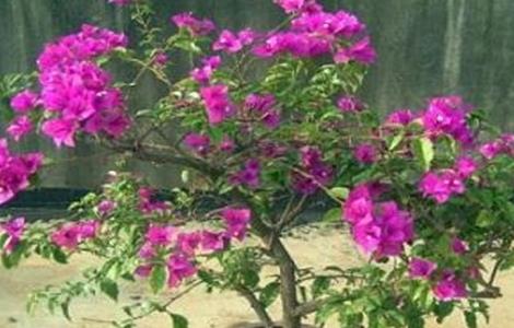 三角梅的养殖方法和注意事项 三角梅的养殖方法和注意事项盆栽