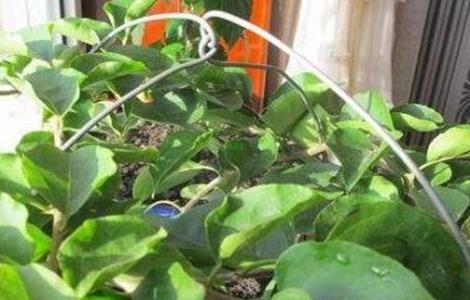 三角梅叶子卷曲原因及解决方法（三角梅叶子卷曲怎么回事）