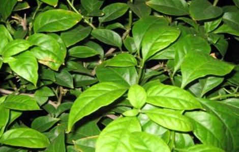 三角梅叶子卷曲原因及解决方法