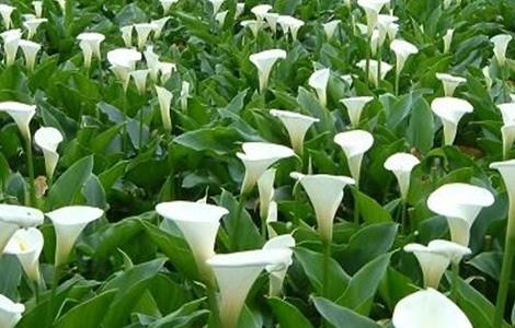 马蹄莲的养殖方法和注意事项（马蹄莲的花语和寓意）