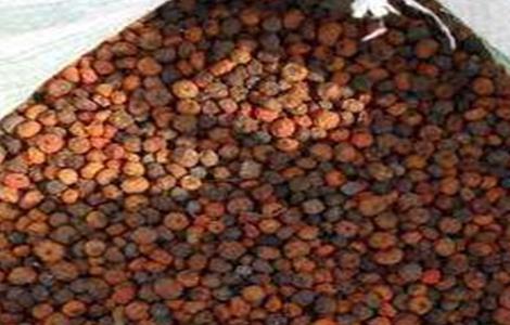 火棘种子怎么种 火棘种子怎么种出来的