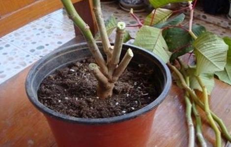 一品红的繁殖方法 一品红的繁殖方法有哪些