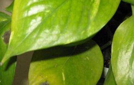 绿萝叶子发黄怎么回事 大叶绿萝叶子发黄怎么办