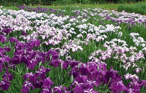 鸢尾的种植方法（鸢尾的种植方法和技术）