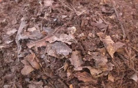 玫瑰种植土壤要求（玫瑰种植土壤要求是什么）