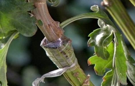 菊花怎么嫁接（菊花怎么嫁接菊花）