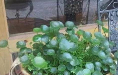 铜钱草水培怎么养爆盆（铜钱草土培怎么养爆盆）