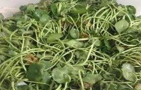 铜钱草烂根怎么处理 铜钱草烂根怎么办