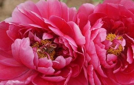 牡丹花花芯发黑怎么办 牡丹花蕊发黑