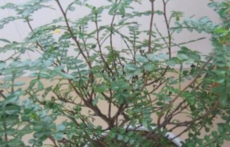 清香木掉叶原因及解决方法
