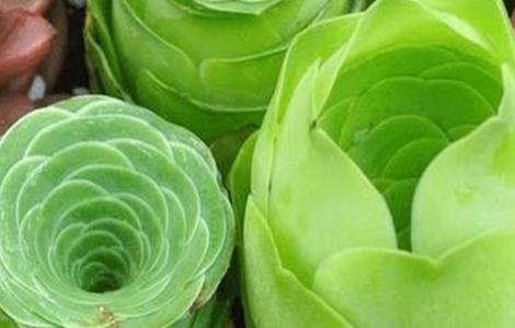 山地玫瑰养殖方法及注意事项 山地玫瑰养殖方法及注意事项