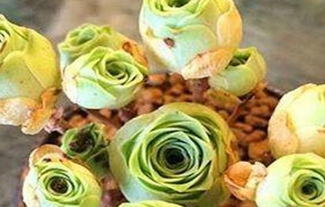 山地玫瑰叶子发黄怎么办 山地玫瑰叶子黄了怎么办